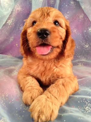 Male Miniature Goldendoodle Puppy for sale #1 Born June 19th, 2013|Professional Mini Goldendoodle Breeders|Dog Breeder for over 20 Years